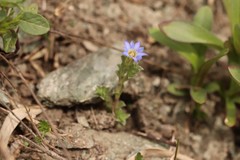 Gentiana squarrosa