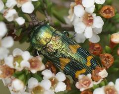 Castiarina dimidiata