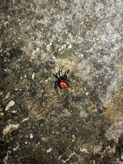 Latrodectus curacaviensis