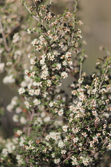 Cryptandra tomentosa