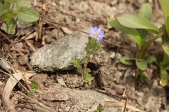 Gentiana squarrosa