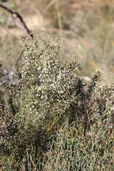 Cryptandra tomentosa