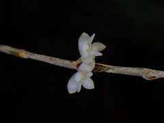 Dendrobium aloifolium