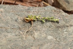Gentiana squarrosa