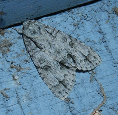 Acronicta spinigera
