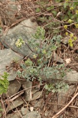 Thalictrum petaloideum
