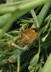 Peribalus strictus strictus