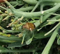 Peribalus strictus strictus