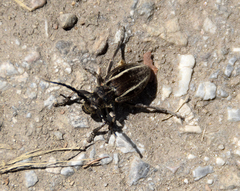 Neodorcadion bilineatum