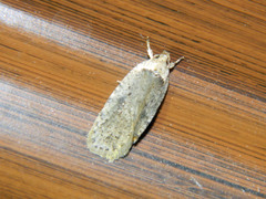 Agonopterix argillacea