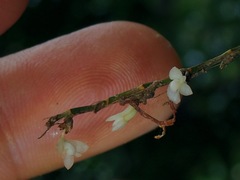 Dendrobium aloifolium