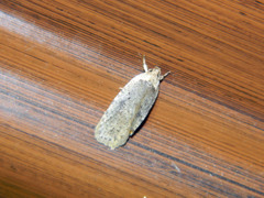 Agonopterix argillacea