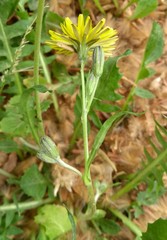 Asteraceae