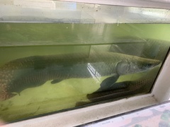 Arapaima gigas