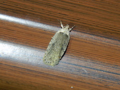 Agonopterix argillacea