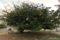 Adansonia digitata