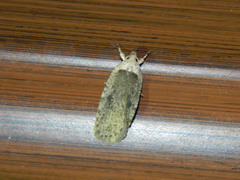 Agonopterix argillacea