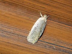 Agonopterix argillacea