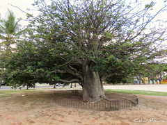 Adansonia digitata