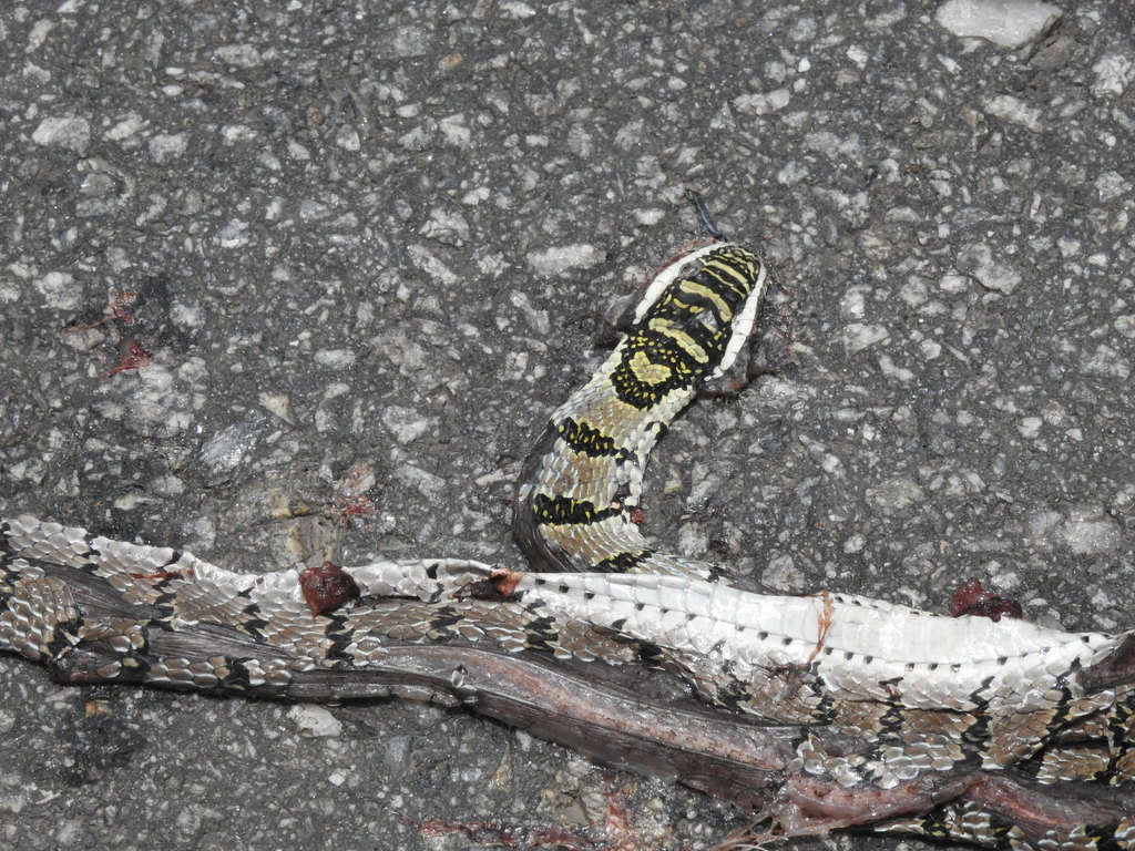 Indian Flying Snake