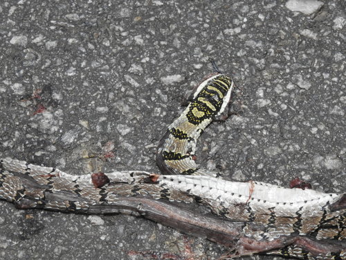 Indian Flying Snake