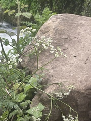 Anthriscus sylvestris