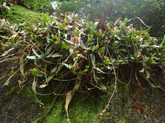 Dendrobium aloifolium