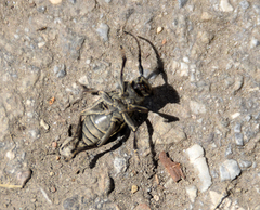 Neodorcadion bilineatum