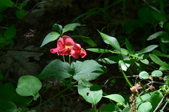 Lathyrus rotundifolius miniatus