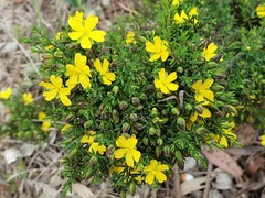 Hibbertia dispar