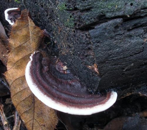 Nigroporus vinosus