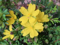 Hibbertia dispar
