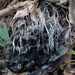 Magnolia-cone Xylaria - Photo (c) mycowalt, some rights reserved (CC BY-SA), uploaded by mycowalt