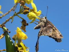 Chioides