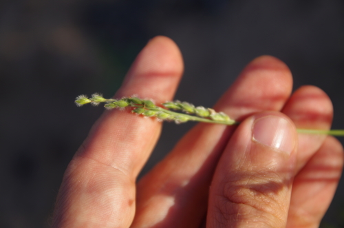 Image of Urochloa ciliatissima by (c) Eric Knight, some rights reserved (CC BY)