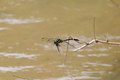Megalogomphus sommeri