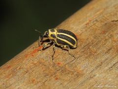 Neodiplogrammus quadrivittatus