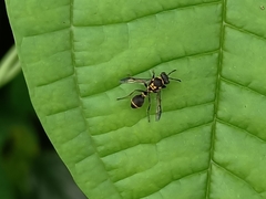 Ropalidia timida