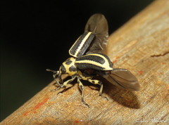 Neodiplogrammus quadrivittatus