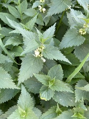 Lamium album