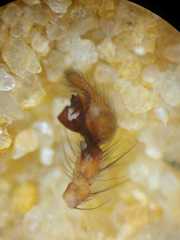 Dendrolycosa