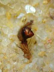 Dendrolycosa
