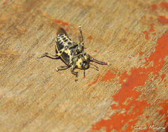 Neodiplogrammus quadrivittatus