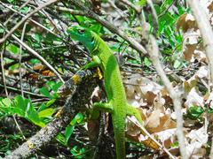 Lacerta viridis