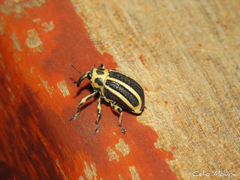 Neodiplogrammus quadrivittatus