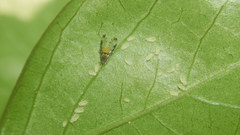 Sarucallis kahawaluokalani