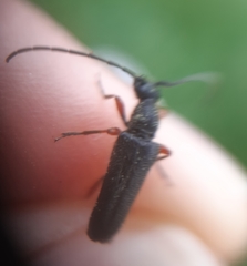 Anoplodera rufipes