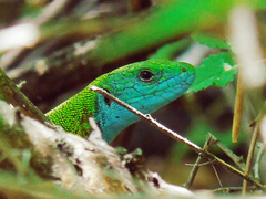 Lacerta viridis