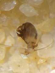 Neoscona nautica