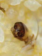 Neoscona nautica